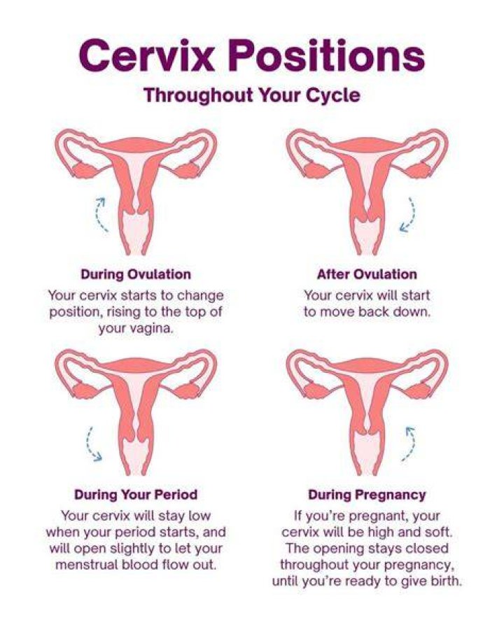 How To Check Cervix Position Elementchampionship Jeffcoocctax